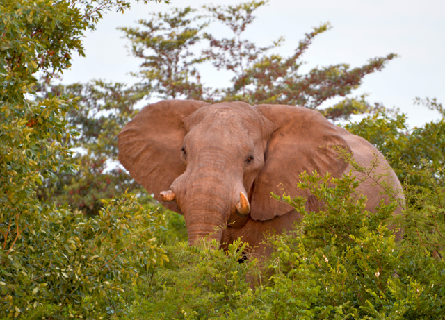 Drive to Pandamatenga